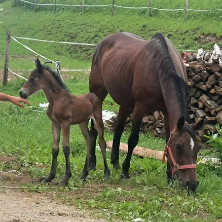Tourist Farm Pr' Maretc ボヒニュスカ・ビストリツァ