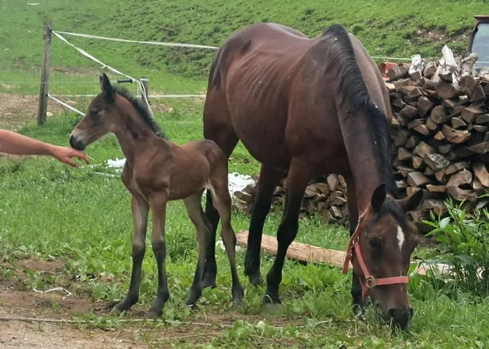 Tourist Farm Pr' Maretc Bohinjska Bistrica
